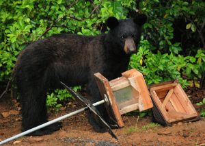 What bears do in June - BearWise